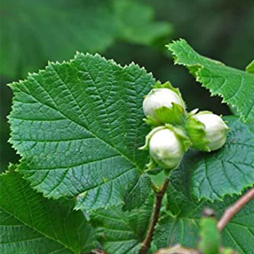 Bugia Nocciolo