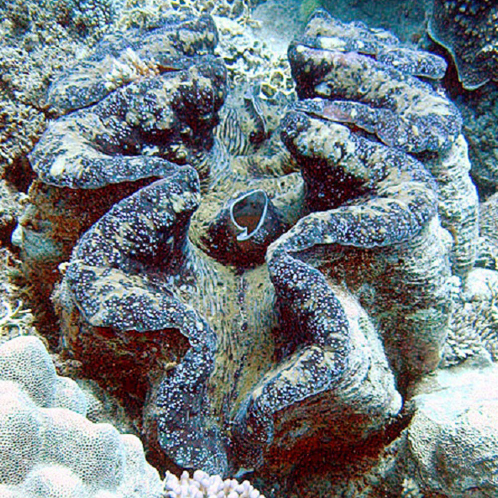 Conchiglia Tridacna